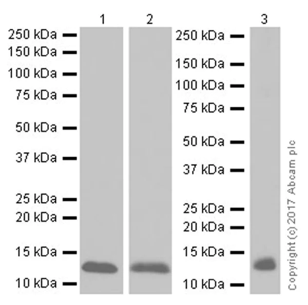 Western blot - Anti-Hemoglobin subunit beta antibody [EPR20614] - BSA and Azide free (AB240390)