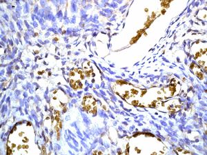 Immunohistochemistry (Formalin/PFA-fixed paraffin-embedded sections) - Anti-Hemoglobin subunit beta + Hemoglobin subunit delta antibody [EPR8322(B)] - BSA and Azide free (AB248384), expandable thumbnail
