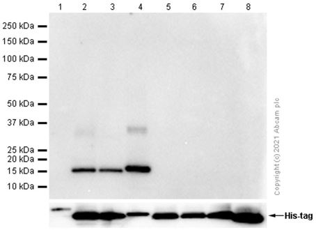 Western blot - Anti-Hemoglobin subunit beta + Hemoglobin subunit delta antibody [EPR8322(B)] - BSA and Azide free (AB248384), expandable thumbnail
