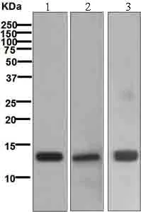 Western blot - Anti-Hemoglobin subunit zeta + Hemoglobin subunit alpha antibody [EP3607] (AB109444)