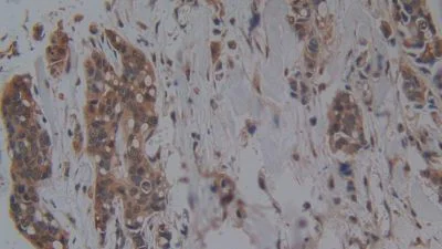 Immunohistochemistry (Formalin/PFA-fixed paraffin-embedded sections) - Anti-Hemojuvelin antibody [A7] (AB239492)