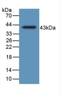 Western blot - Anti-Hemojuvelin antibody [A7] (AB239492)