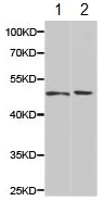 Western blot - Anti-Hemojuvelin antibody (AB187529)