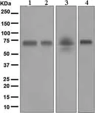 Western blot - Anti-Hemopexin antibody [EPR5609] - BSA and Azide free (AB226136)