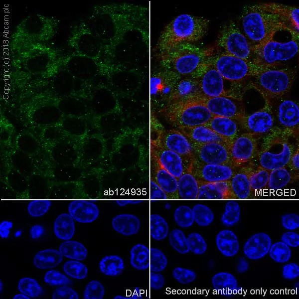 Immunocytochemistry/ Immunofluorescence - Anti-Hemopexin antibody [EPR5610] (AB124935)
