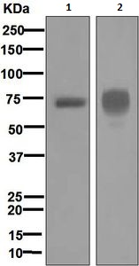 Anti-Hemopexin antibody [EPR5610]