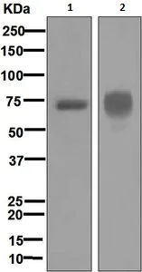 Western blot - Anti-Hemopexin antibody [EPR5610] (AB124935)