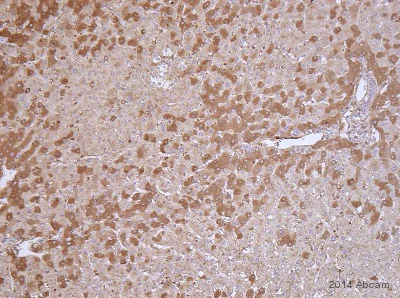 Immunohistochemistry (Formalin/PFA-fixed paraffin-embedded sections) - Anti-Hemopexin antibody [EPR5610] - BSA and Azide free (AB226099)