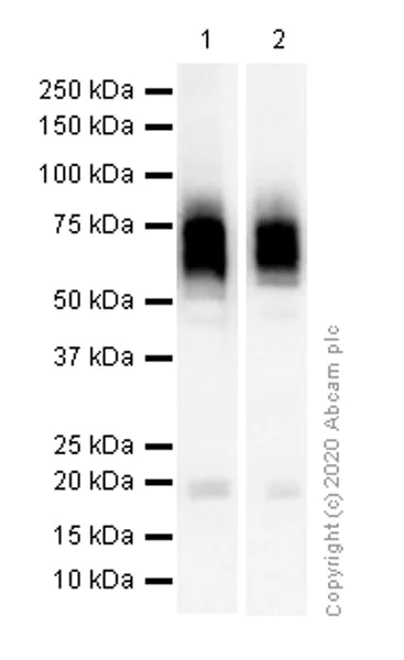 Western blot - Anti-Hemopexin antibody [EPSISR42] (AB150401)