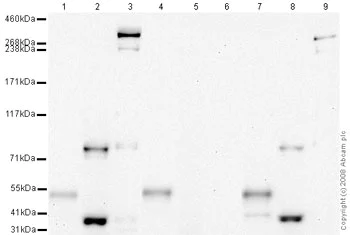 Western blot - Hep G2 nuclear extract lysate (AB14660)
