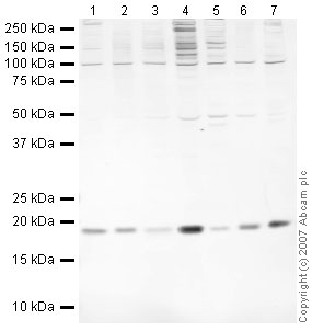 Western blot - Hep G2 nuclear extract lysate (ab14660), expandable thumbnail