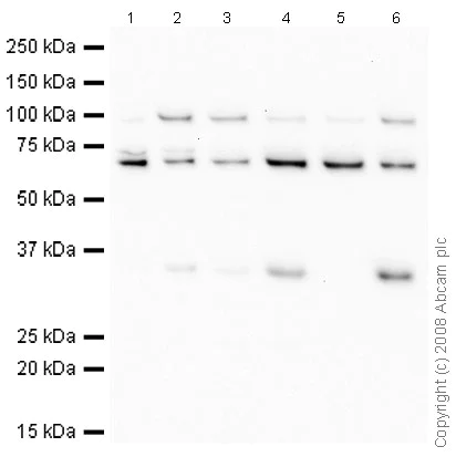 Western blot - Hep G2 nuclear extract lysate (AB14660)