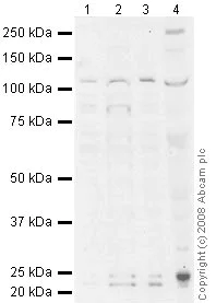 Western blot - Hep G2 nuclear extract lysate (AB14660)
