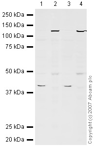 Western blot - Hep G2 nuclear extract lysate (ab14660), expandable thumbnail