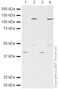 Western blot - Hep G2 nuclear extract lysate (AB14660)