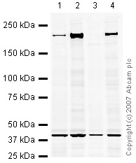 Western blot - Hep G2 nuclear extract lysate (AB14660), expandable thumbnail