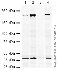 Western blot - Hep G2 nuclear extract lysate (AB14660)