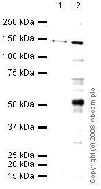 Western blot - Hep G2 nuclear extract lysate (AB14660)