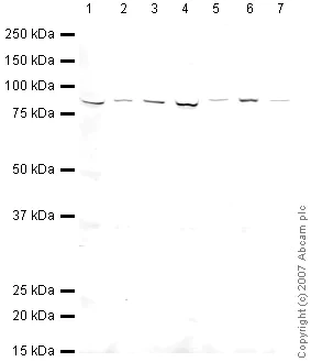Western blot - Hep G2 nuclear extract lysate (AB14660)