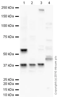 Western blot - Hep G2 nuclear extract lysate (AB14660)