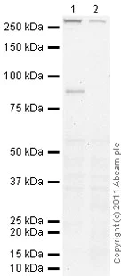 Western blot - Hep G2 nuclear extract lysate (AB14660)