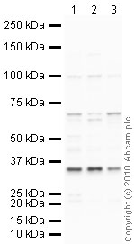 Western blot - Hep G2 nuclear extract lysate (AB14660), expandable thumbnail