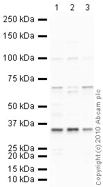 Western blot - Hep G2 nuclear extract lysate (AB14660)