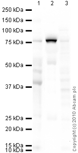 Western blot - Hep G2 nuclear extract lysate (ab14660), expandable thumbnail
