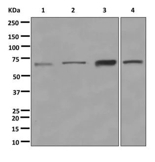 Western blot - Anti-HEPACAM antibody [EPR11217] (AB172635)