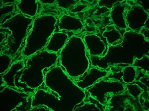 Immunohistochemistry (Frozen sections) - Anti-Heparan Sulfate Proteoglycan 2/Perlecan antibody [A7L6] (AB2501), expandable thumbnail