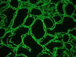 Immunohistochemistry (Frozen sections) - Anti-Heparan Sulfate Proteoglycan 2/Perlecan antibody [A7L6] (AB2501)