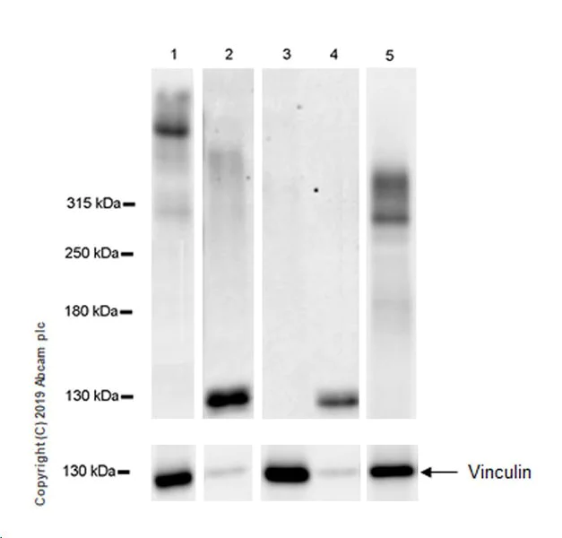 Western blot - Anti-Heparan Sulfate Proteoglycan 2/Perlecan antibody [EPR22844-82] - BSA and Azide free (AB269589)