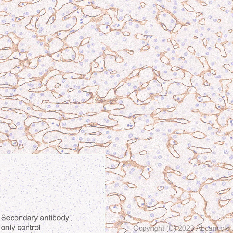 Immunohistochemistry (Formalin/PFA-fixed paraffin-embedded sections) - Anti-Heparan Sulfate Proteoglycan 2/Perlecan antibody [EPR28345-62] (AB315240)