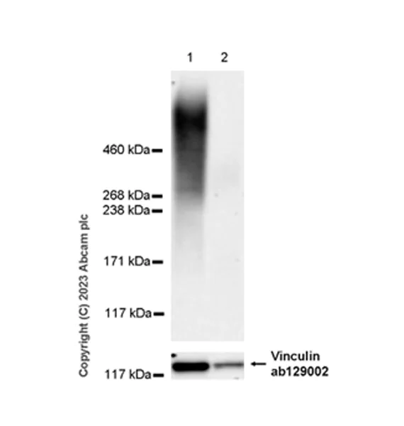 Western blot - Anti-Heparan Sulfate Proteoglycan 2/Perlecan antibody [EPR28345-62] (AB315240)