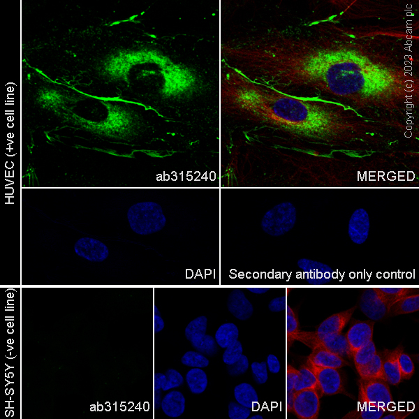 Immunocytochemistry/ Immunofluorescence - Anti-Heparan Sulfate Proteoglycan 2/Perlecan antibody [EPR28345-62] - BSA and Azide free (AB315241), expandable thumbnail