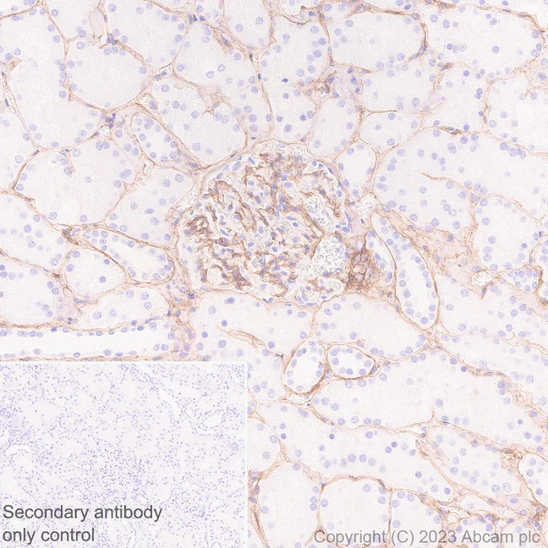 Immunohistochemistry (Formalin/PFA-fixed paraffin-embedded sections) - Anti-Heparan Sulfate Proteoglycan 2/Perlecan antibody [EPR28345-62] - BSA and Azide free (AB315241)
