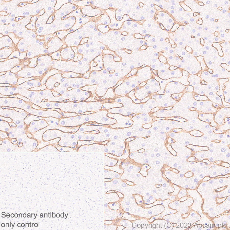 Immunohistochemistry (Formalin/PFA-fixed paraffin-embedded sections) - Anti-Heparan Sulfate Proteoglycan 2/Perlecan antibody [EPR28345-62] - BSA and Azide free (ab315241), expandable thumbnail