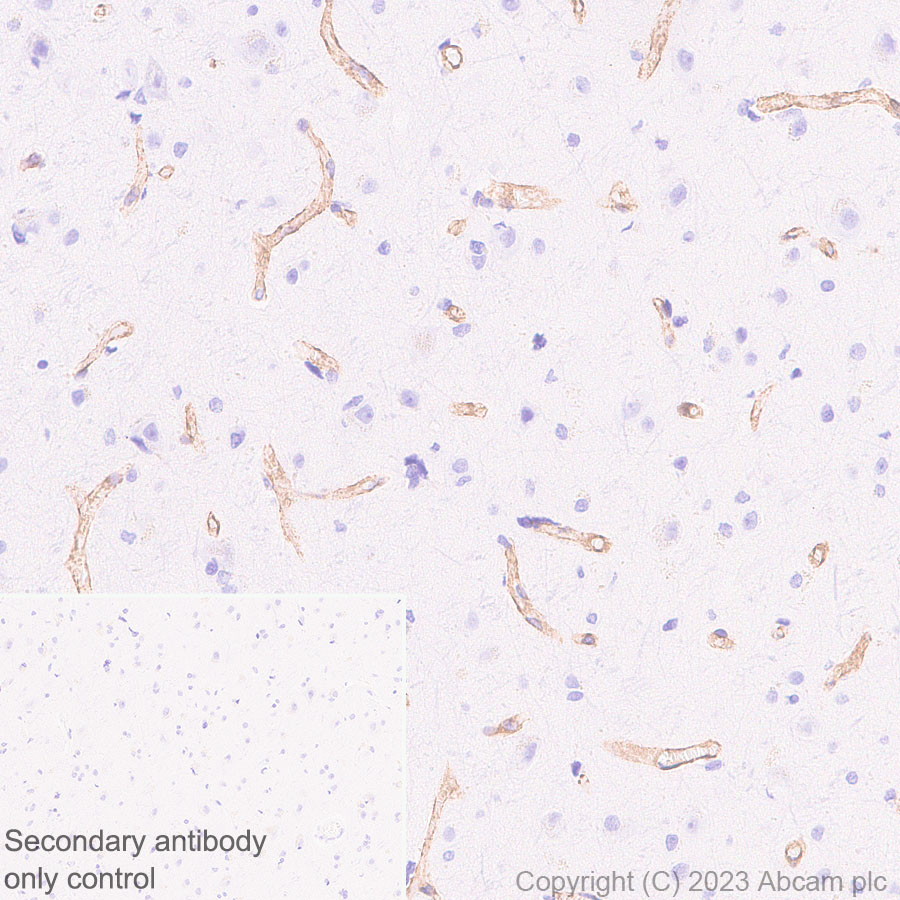 Immunohistochemistry (Formalin/PFA-fixed paraffin-embedded sections) - Anti-Heparan Sulfate Proteoglycan 2/Perlecan antibody [EPR28345-62] - BSA and Azide free (AB315241), expandable thumbnail