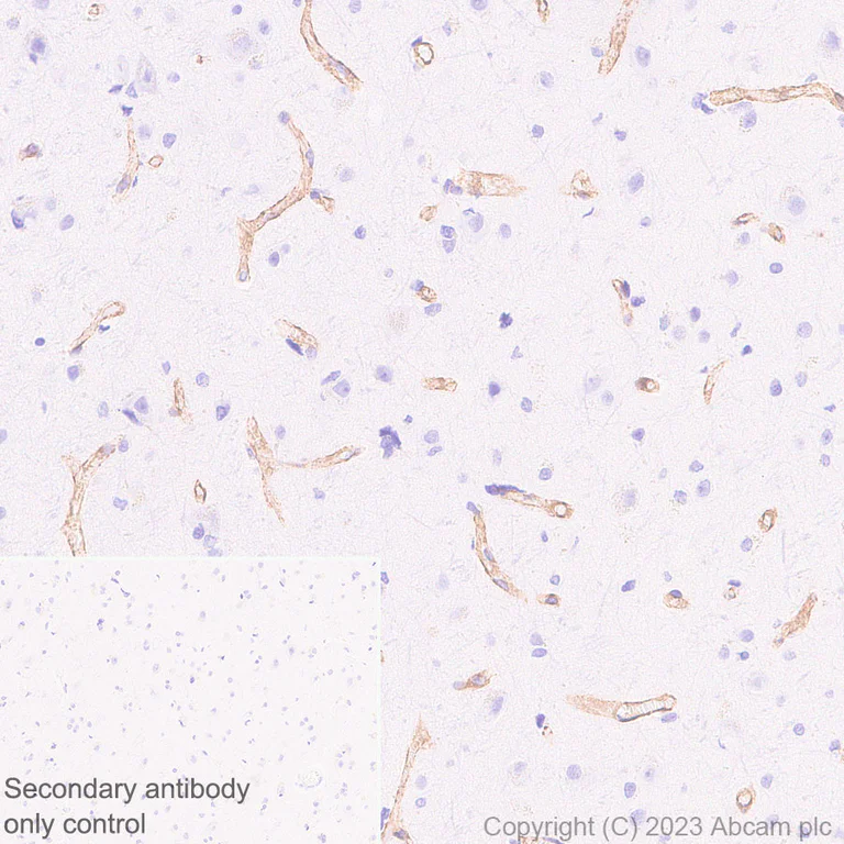 Immunohistochemistry (Formalin/PFA-fixed paraffin-embedded sections) - Anti-Heparan Sulfate Proteoglycan 2/Perlecan antibody [EPR28345-62] - BSA and Azide free (AB315241)