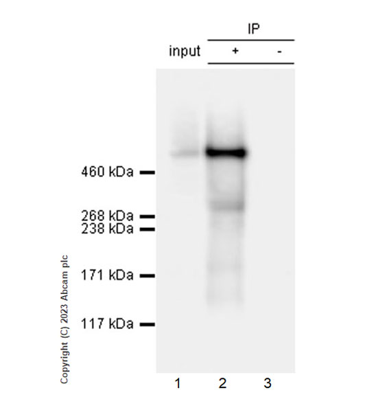 Immunoprecipitation - Anti-Heparan Sulfate Proteoglycan 2/Perlecan antibody [EPR28345-62] - BSA and Azide free (AB315241), expandable thumbnail