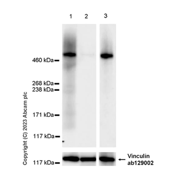 Western blot - Anti-Heparan Sulfate Proteoglycan 2/Perlecan antibody [EPR28345-62] - BSA and Azide free (AB315241)