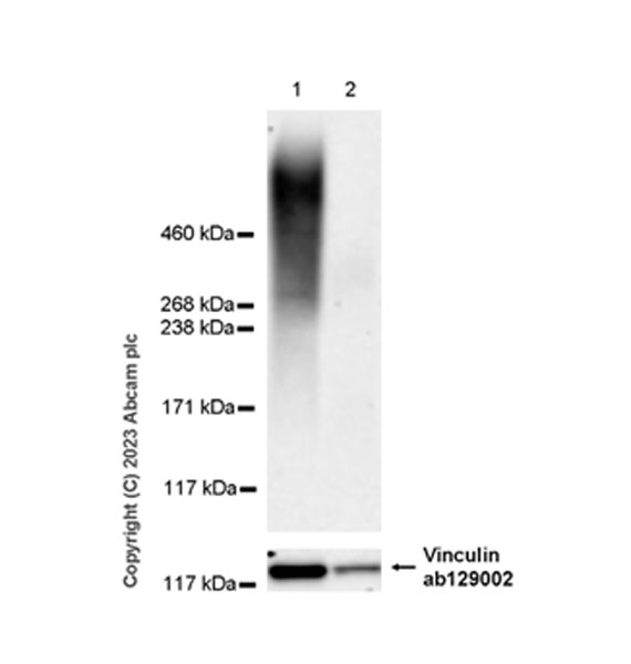 Western blot - Anti-Heparan Sulfate Proteoglycan 2/Perlecan antibody [EPR28345-62] - BSA and Azide free (AB315241), expandable thumbnail