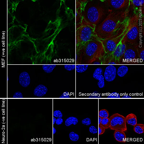 Immunocytochemistry/ Immunofluorescence - Anti-Heparan Sulfate Proteoglycan 2/Perlecan antibody [EPR28346-84] - BSA and Azide free (AB315030)