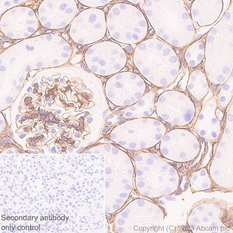 Immunohistochemistry (Formalin/PFA-fixed paraffin-embedded sections) - Anti-Heparan Sulfate Proteoglycan 2/Perlecan antibody [EPR28346-84] - BSA and Azide free (AB315030)