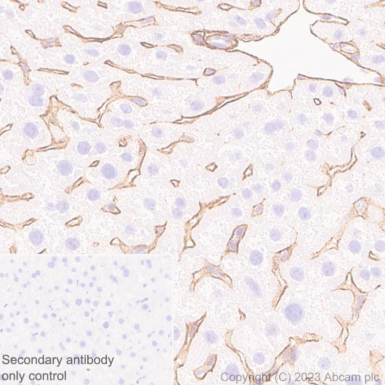 Immunohistochemistry (Formalin/PFA-fixed paraffin-embedded sections) - Anti-Heparan Sulfate Proteoglycan 2/Perlecan antibody [EPR28346-84] - BSA and Azide free (AB315030)