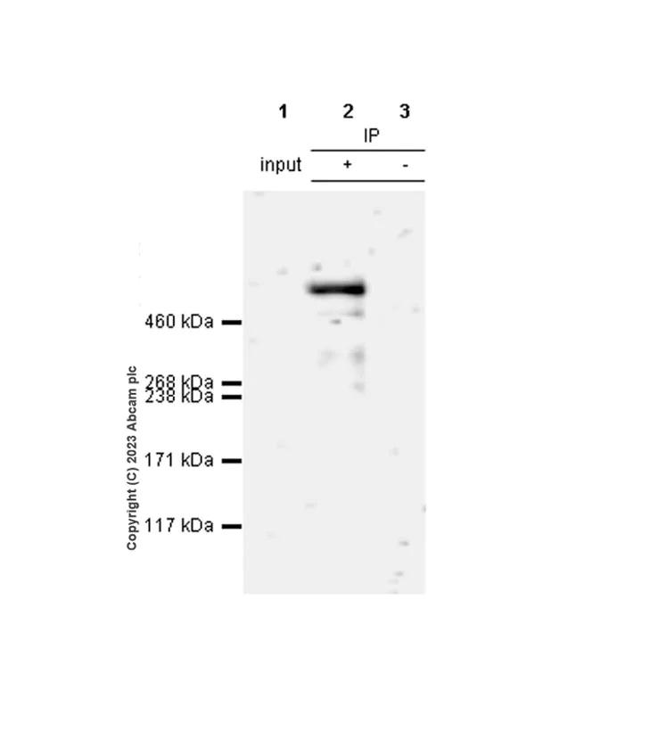 Immunoprecipitation - Anti-Heparan Sulfate Proteoglycan 2/Perlecan antibody [EPR28346-84] - BSA and Azide free (AB315030)