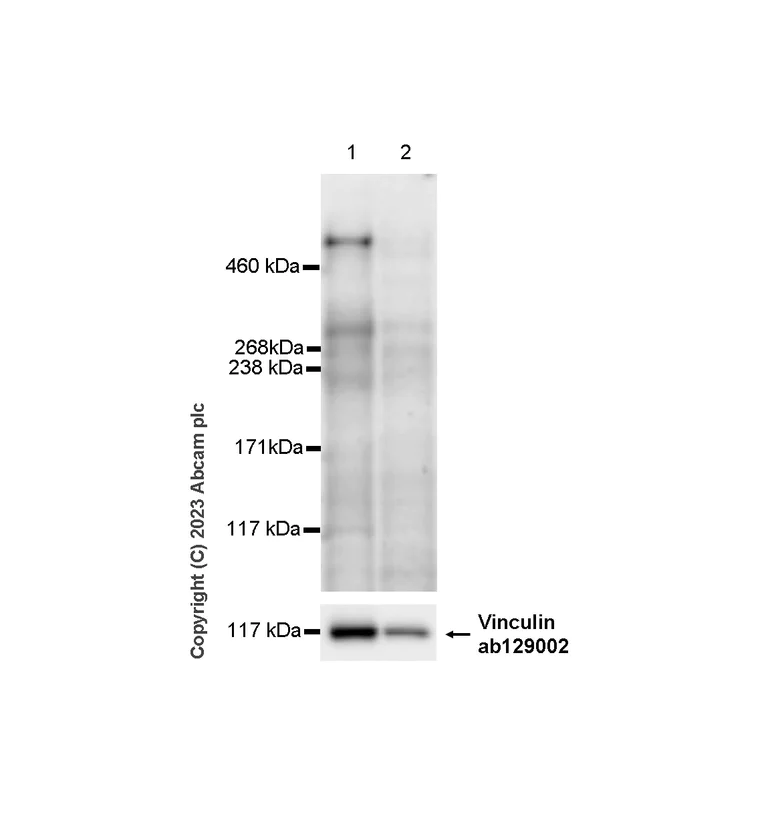 Western blot - Anti-Heparan Sulfate Proteoglycan 2/Perlecan antibody [EPR28346-84] - BSA and Azide free (AB315030)