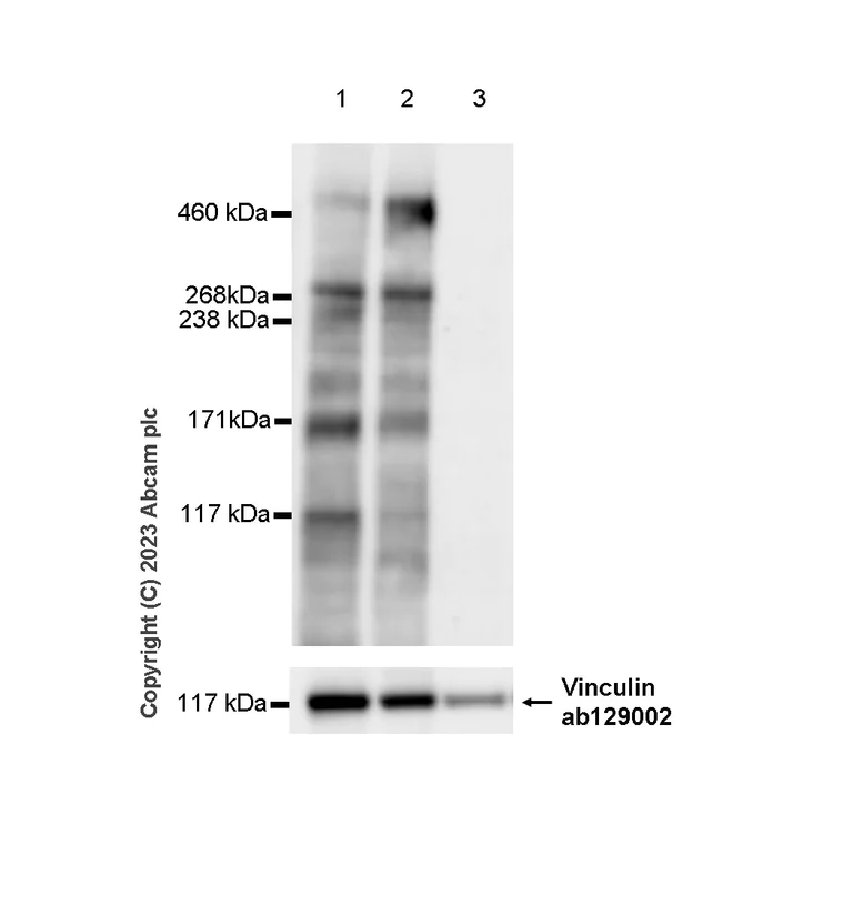 Western blot - Anti-Heparan Sulfate Proteoglycan 2/Perlecan antibody [EPR28346-84] - BSA and Azide free (AB315030)