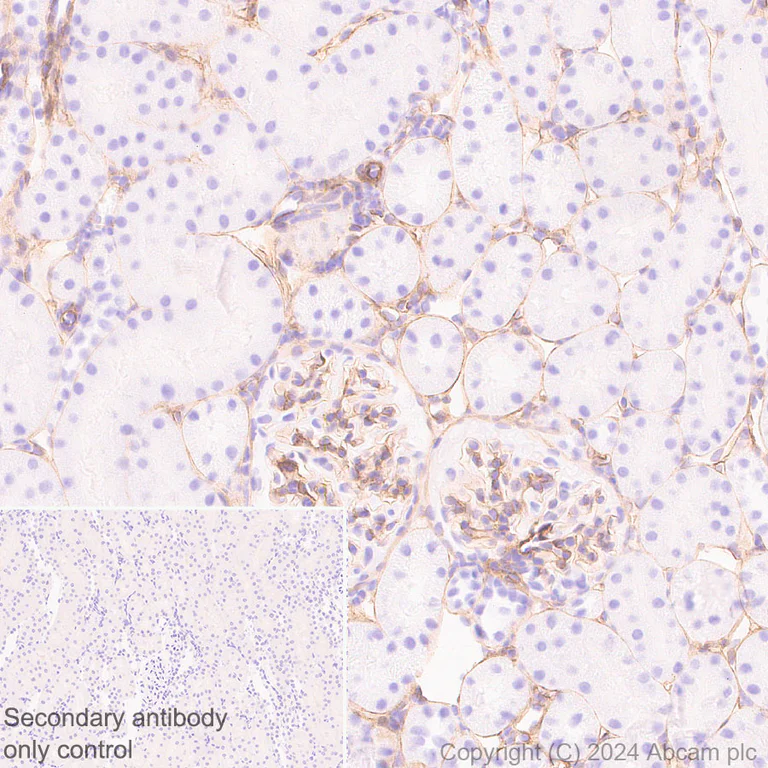 Immunohistochemistry (Formalin/PFA-fixed paraffin-embedded sections) - Anti-Heparan Sulfate Proteoglycan 2/Perlecan antibody [RM2059] (AB318284)