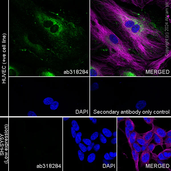 Immunocytochemistry/ Immunofluorescence - Anti-Heparan Sulfate Proteoglycan 2/Perlecan antibody [RM2059] - BSA and Azide free (AB318285)